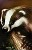 DM Badger
