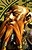 Rothgar